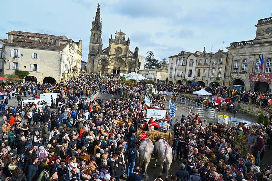 Reportage photo Bazas Langon Marmande - Larriaut Photos - Galerie Boeufs gras 10